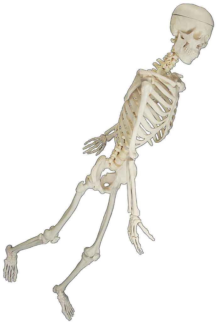 Human anatomy and physiology textbook images I origastock